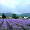 라벤더 이미지