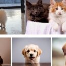 마리오펫 이미지