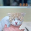 무마취 고양이 미용실 반할고양 | 일산고양이미용 겁쟁이 냥이도 편안하게 무마취고양이미용실반할고양