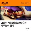 수동물병원 | 고양이 치은염(잇몸염증)과 치주염의 경계 방배동동물병원