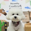 알콩달콩 애견샵 이미지