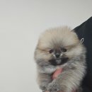 안다켄넬 이미지