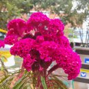 맨드라미 화단 이미지