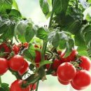 베란다텃밭 방울토마토 키우기 이미지