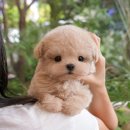 울산 강아지분양 미유펫 이미지