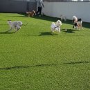 한강펫케어센터 이미지