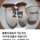 새송이