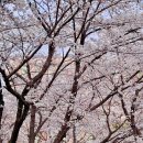 남목2동 행정복지센터 후문 앞 | 평택대 벚꽃축제 개화 현황 실시간 포토존 후기 경기도 4월 꽃구경 벚꽃명소 추천