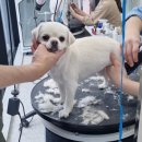 21그램케어센터 - 강남구 테헤란로34길 26 | 21그램케어센터