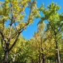 가을 숲으로 놀러가자 | 하남 나무고아원, 가볍게 걷기 좋은 가을산책코스