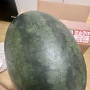 아어가지 이미지