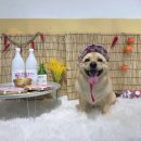 독스맘 | 목포근교 강아지 운동장 코코독스 애견카페 내돈내산