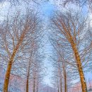 메타세쿼이아랜드 이미지