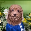 코코앤몽 이미지