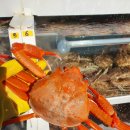 울진대게 이미지