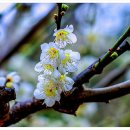 청매화(Plum blossom) 이미지