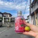 세븐일레븐 부산일보점 | 1.25년 구마모토 6월 여행기 (사쿠라마치터미널가는법, 스이젠지조주엔, 루피 쵸파동상, 도쿄아부라소바)