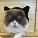 고양이별 캣 카페 이미지