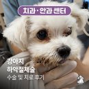 한결같은 동물병원 | [치과·안과 센터] 하악절제술 수술 및 치료 후기