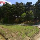 소나무숲카페