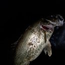 보성강6 이미지