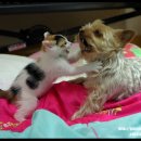 하룻고양이