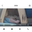 두그루 | 두그루원목하우스 ㅣㅣ 강아지하우스 내돈내산 후기