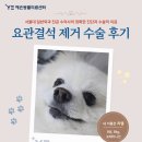 라엘동물병원 | 강아지 요관결석 증상과 치료, 결석 수술도 예은인 이유