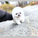 화이트포메라니안 이미지