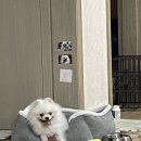 포미슈퍼 이미지