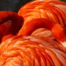 플라밍고 이미지