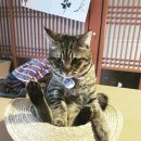 제주유유자적 이미지