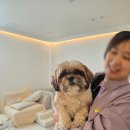 사랑스럽댕 이미지