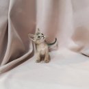 요미캣 고양이분양 일산점 이미지