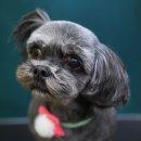 단비펫살롱 이미지