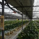 유나네농원 이미지