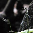 잎(葉)나물 (25) 단풍취(丹楓菜/Ainsliaea acerifolia) 이미지