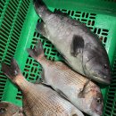 고고실내바다낚시 | 울산실내바다낚시 이색데이트로 제대로 즐긴 원실내바다낚시 덕신점 후기