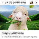 대지목장 | 남해관광지 상상양떼목장편백숲 힐링여행