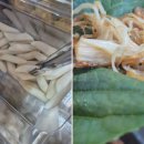 135대패삼겹 | 단국대맛집, 무한팔도대패 천안단국대점에서 즐기는 대패고기!