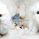 스타멍스 이미지