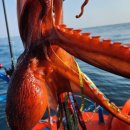 강릉충전소 | 3월 강릉 사천진항 피문어 낚시 출조 후기 (오션플레이호, 문어조항, 채비법)