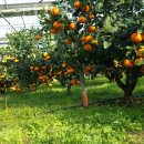 시진농장 이미지