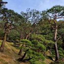 용인자연휴양림 이미지