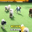 애견 유치원 프로그램 강아지 등원비용 알려드릴게요