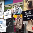 대전애견경매장 이미지