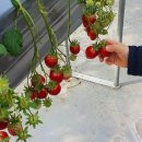 행복한 농장 이미지