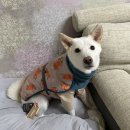 미건농장 | 2021 일산펫페어후기 + 대형견 양치대용 노즈워크 장난감 비지버디 브리스틀본, 뮤니쿤트 강아지 우비...