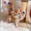 캣스토리 고양이분양 일산본점 이미지