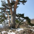 여우목로 이미지